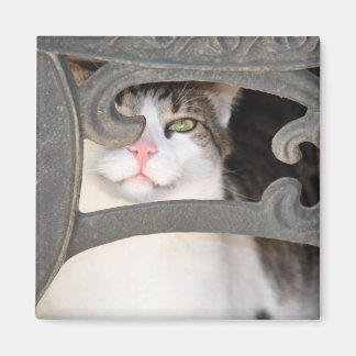 Boris Kitty Magnet