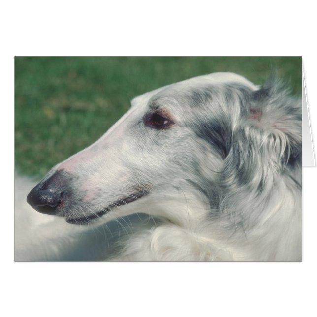 Borzoi (Devant horizontal)