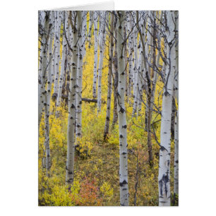 Bosquet de trembles en couleur d'automne maximale 