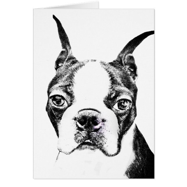 Boston Terrier (Devant)