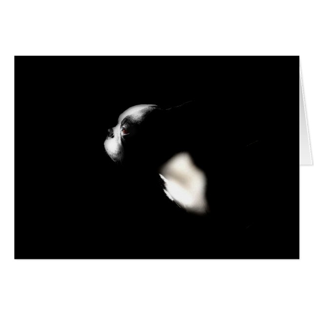 Boston Terrier (Devant horizontal)