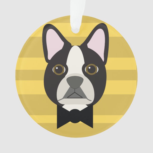 Boston Terrier (devant)