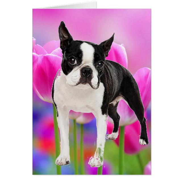 Boston Terrier (Devant)