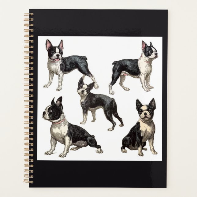 Boston Terrier  (Devant)