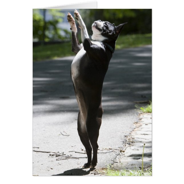 Boston Terrier 2 (Devant)