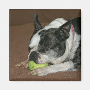 Boston Terrier avec balle de tennis - Magnet photo