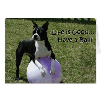 Boston Terrier : Buvez une balle !