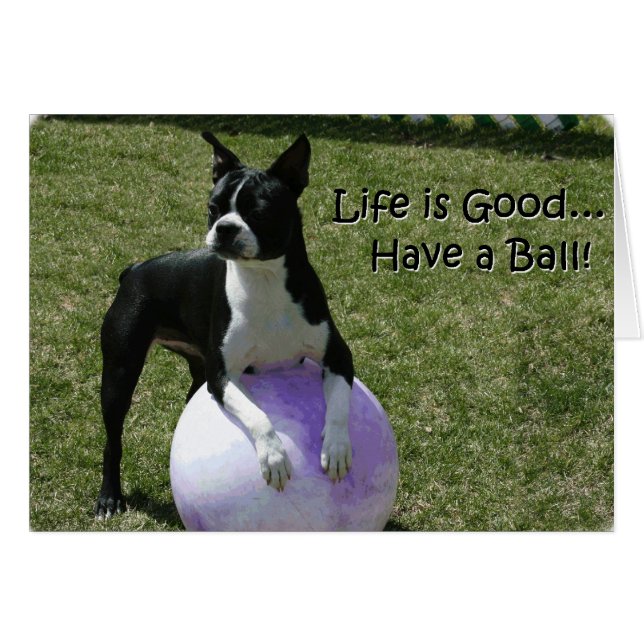 Boston Terrier : Buvez une balle ! (Devant horizontal)