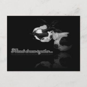 Boston Terrier Dreams - Carte postale
