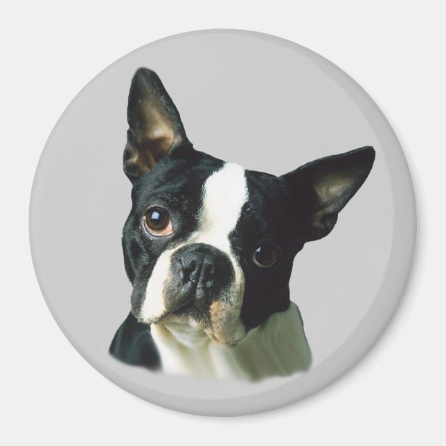 Boston Terrier Magnet (Devant)