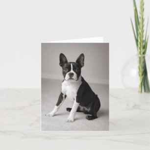 Boston Terrier reposant la carte de note