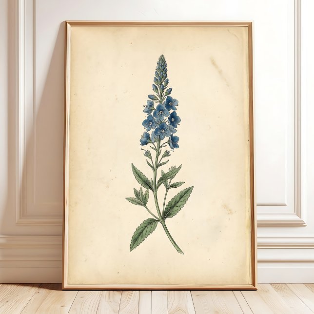 Botanique Speedwell Art Mural Vintage (Créateur téléchargé)