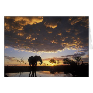 Botswana, parc national de Chobe, Éléphant