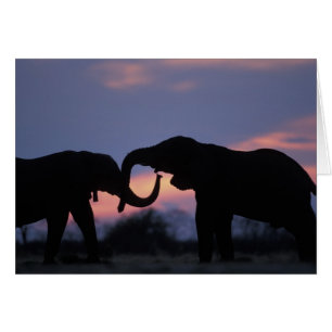 Botswana, Parc national de Chobe, Eléphants