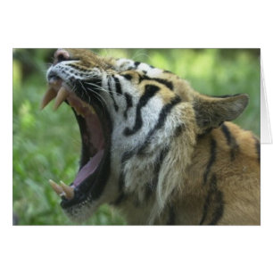 Bouche de tigre