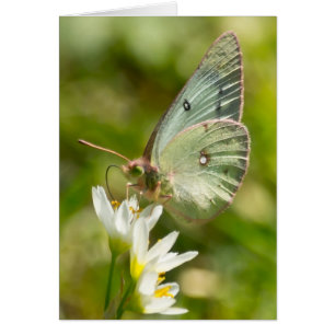 Bouche verte sur faux vêtements et cadeaux d'ail