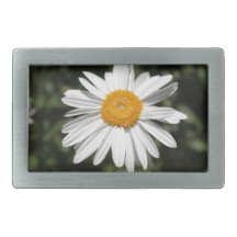 fleur populaire, jolie marguerite sauvage blanche