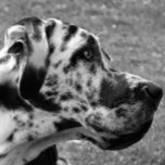BOUCLE DE CEINTURE RECTANGULAIRE GRAND DANE<br><div class="desc">Un beau design photographique noir et blanc d'un chien de Grande Danse.</div>