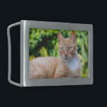 Boucle De Ceinture Rectangulaire Petit chou doux<br><div class="desc">Ce petit chaton sucré était allongé sur le comptoir,  où les gens buvaient un verre à la brasserie La Lézarde sur Basse-Terre,  Guadeloupe.</div>