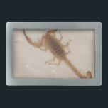 Boucle De Ceinture Rectangulaire Scorpion d'écorce de l'Arizona<br><div class="desc">Scorpion d'écorce de l'Arizona</div>