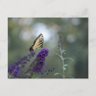 Bouddleia de carte postale papillon avec Bokeh Bea