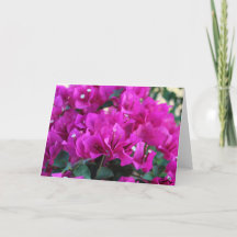 Bougainvillea - Carte de voeux