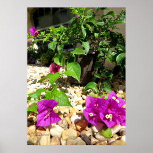 Bougainvilliers roses fleurs galets Poster