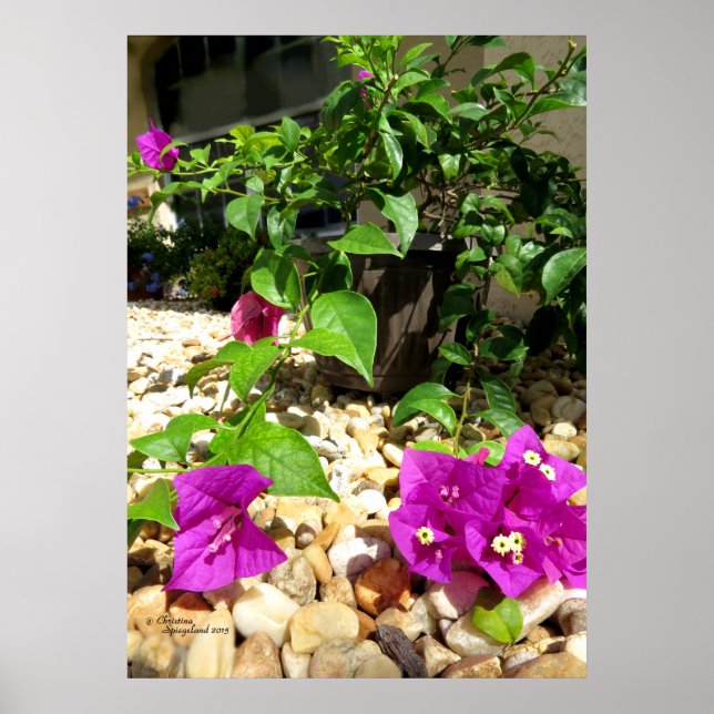 Bougainvilliers roses fleurs galets Poster (Devant)