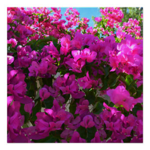 Bougainvilliers roses, Poster