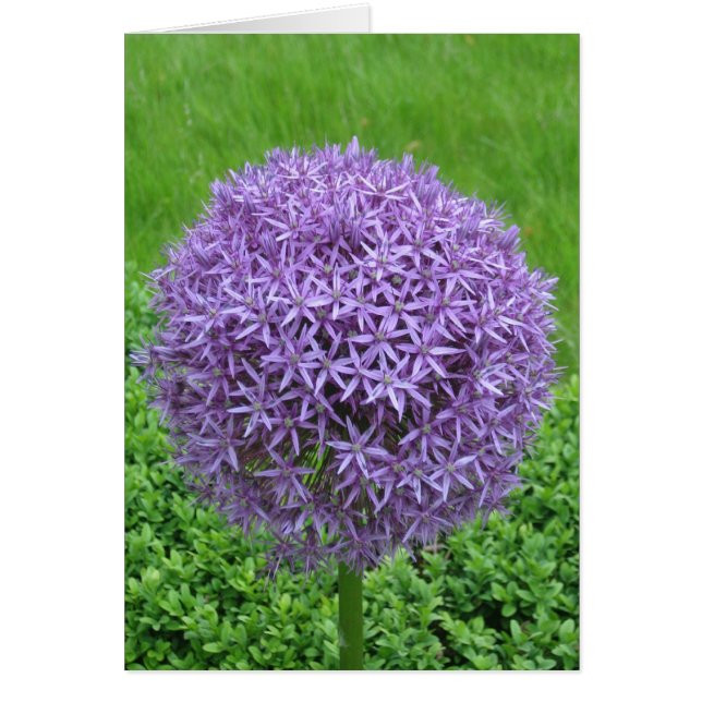 Boule de fleurs violettes (Devant)