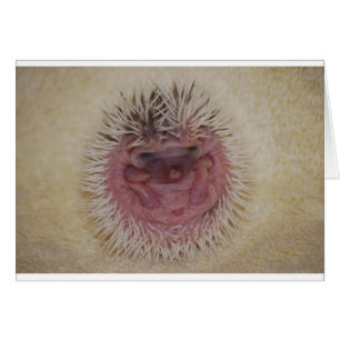 Boule de hérisson de bébé