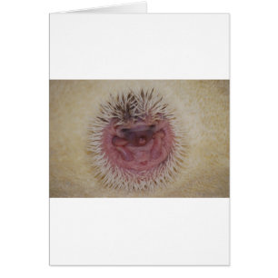 Boule de hérisson de bébé