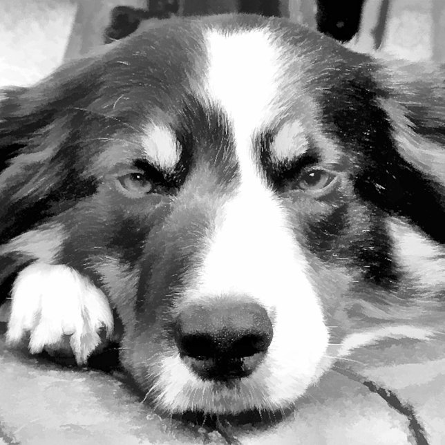 BOULE EN CÉRAMIQUE COLLIE FRONTALIÈRE (Créateur téléchargé)