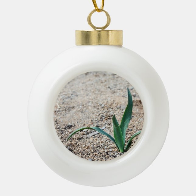 Boule En Céramique Peu de plante (Devant)