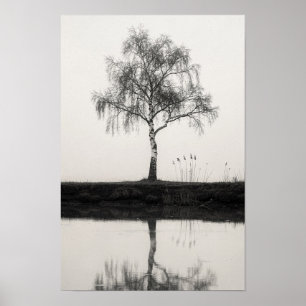 Bouleau au bord d'un étang tranquille Affiche noir