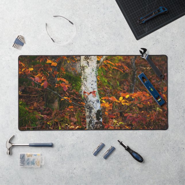 Bouleau d'automne dans la forêt de mossy (Poste de travail)