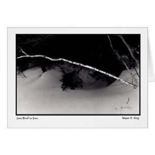 Bouleau solitaire en neige