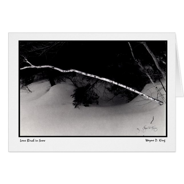 Bouleau solitaire en neige (Devant horizontal)