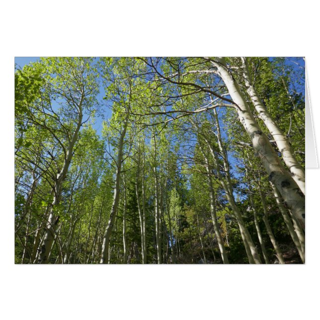Bouleaux d'été aux Montagnes Rocheuses (Devant horizontal)