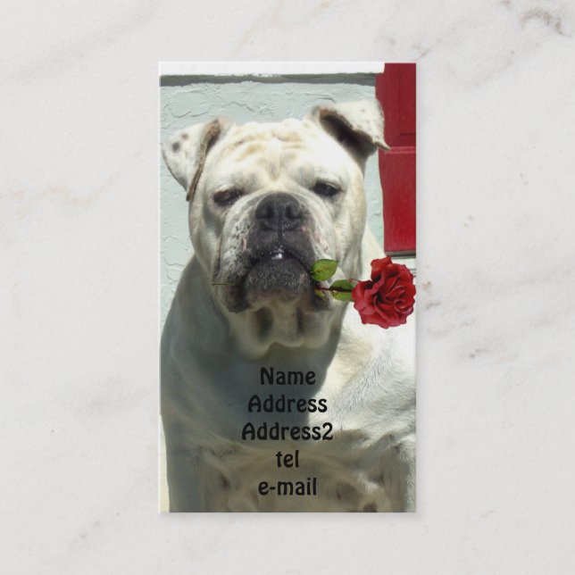 Bouledogue blanc avec le carte de visite rose (Devant)