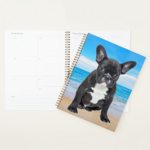 Bouledogue Français Assis Sur La Plage