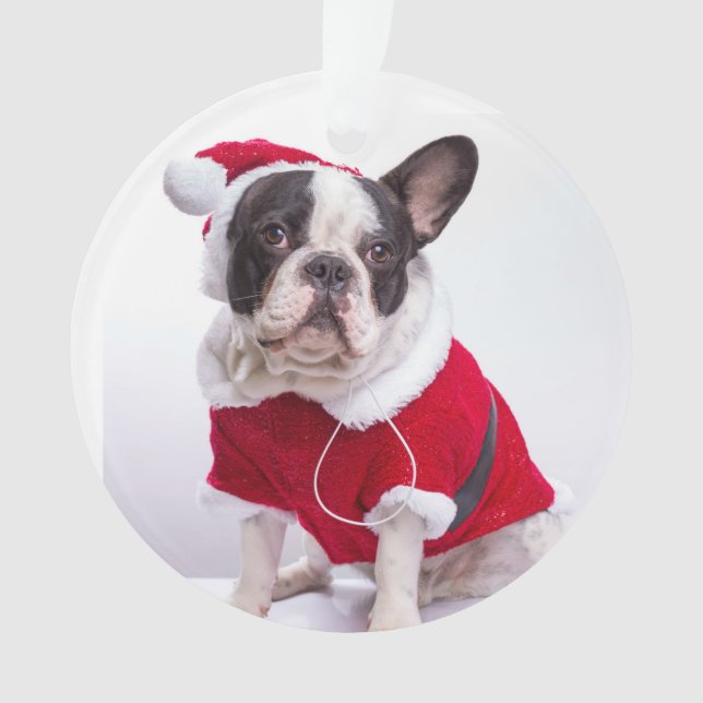 Bouledogue français dans le costume de Père Noël (devant)