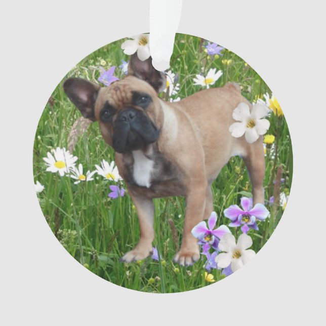 Bouledogue français Happy Day Bouledogue Français (devant)