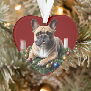 Bouledogue français Noël Bulldog français