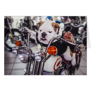 Bouledogue sur la moto
