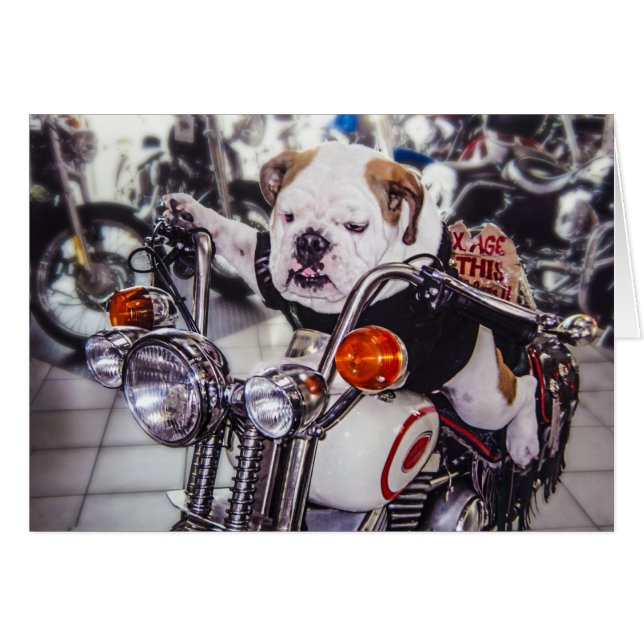 Bouledogue sur la moto (Devant horizontal)