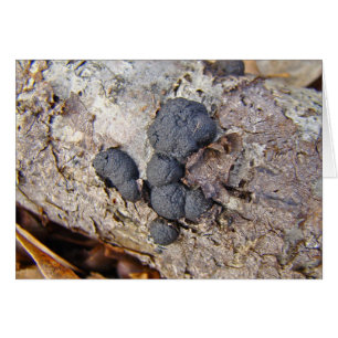 Boules de carbone (Daldinia concentrica) Champigno
