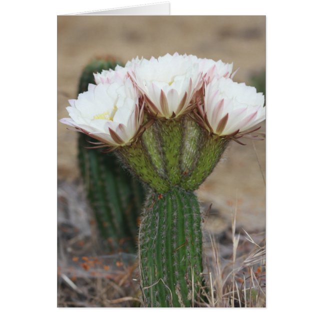 bouquet de cactus (Devant)