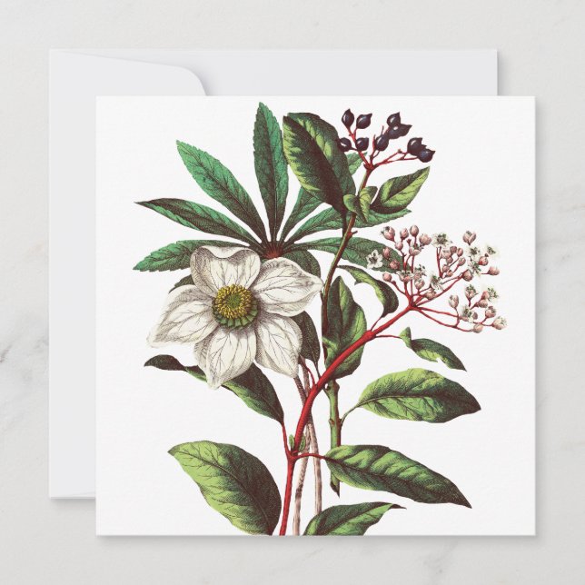 Bouquet de Rose de Noël vintage (Devant)