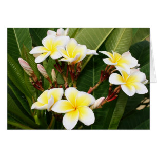 Bouquet Plumeria